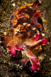 This small Flamboyant Cuttlefish was just the right size ... by Tony Cherbas 